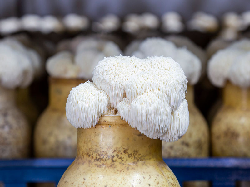 Cultivo de Cogumelos Urakami